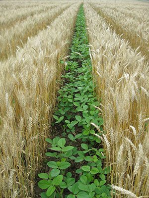 Relay Cropping